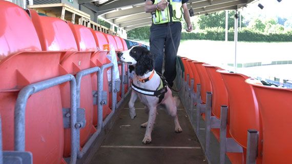 Explosives detection sniffer dog